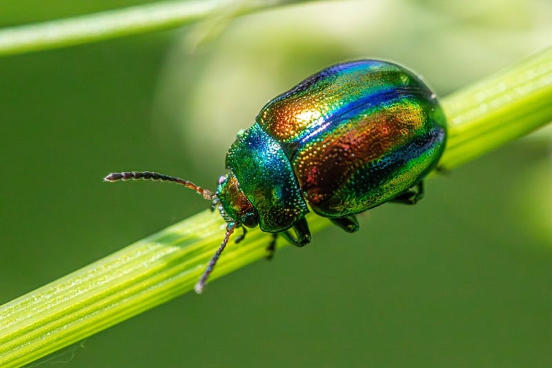 Garden Pest Control
